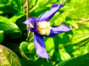 Clematis integrifolia
