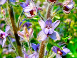 Delphinium Requienii