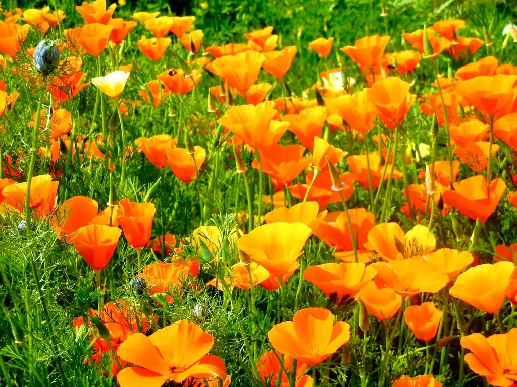 Eschscholzia californica