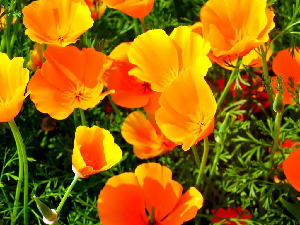 Eschscholzia californica