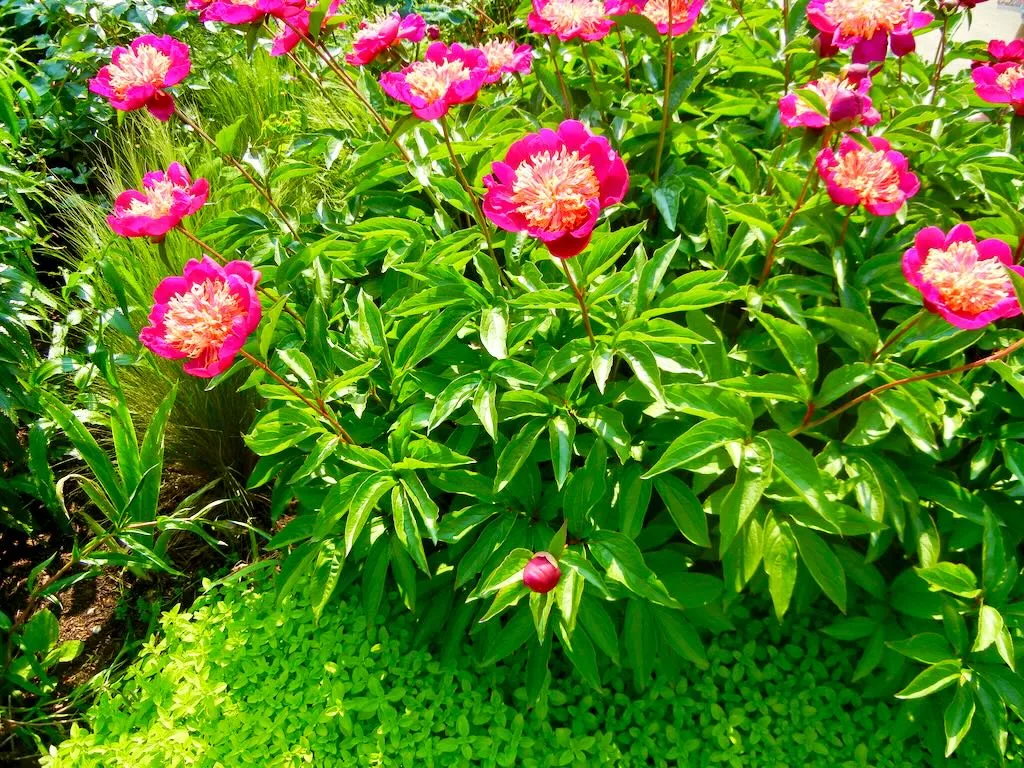 Paeonia lactiflora Hit Parade-1 - Online Flower Garden Paeonia lactiflora'Hit Parade'