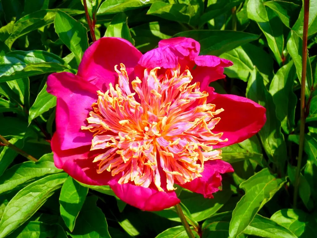 Paeonia lactiflora Hit Parade - Online Flower Garden Paeonia lactiflora 'Hit Parade'