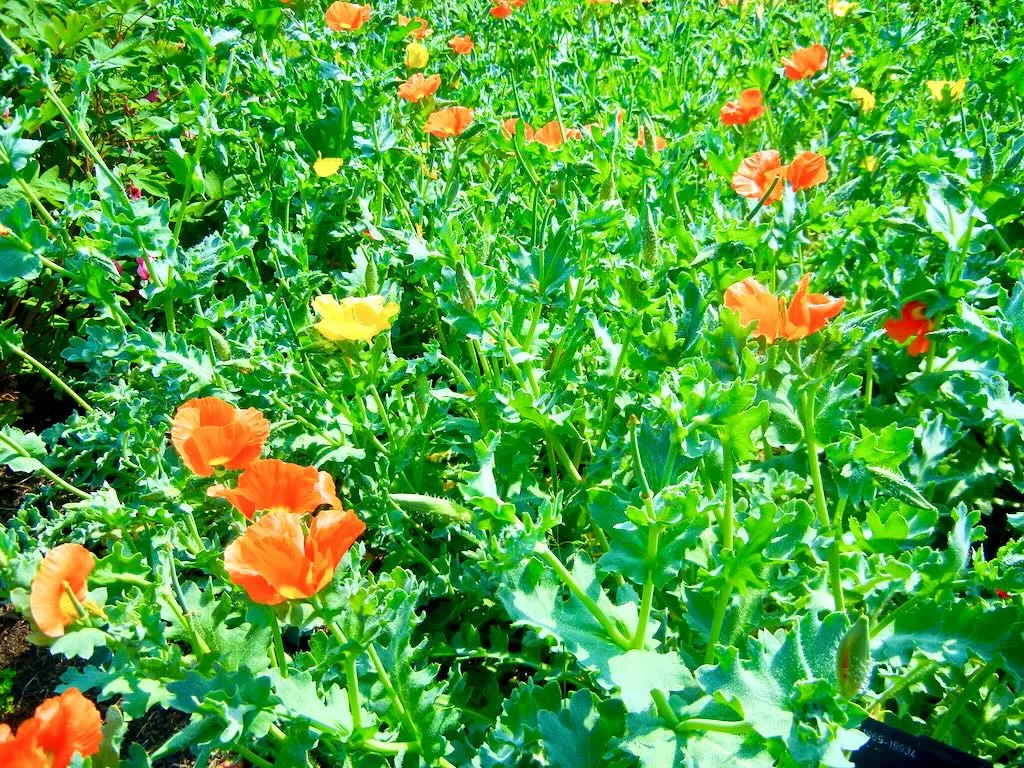 Papaver Dubium