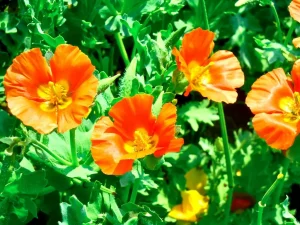 Papaver Dubium