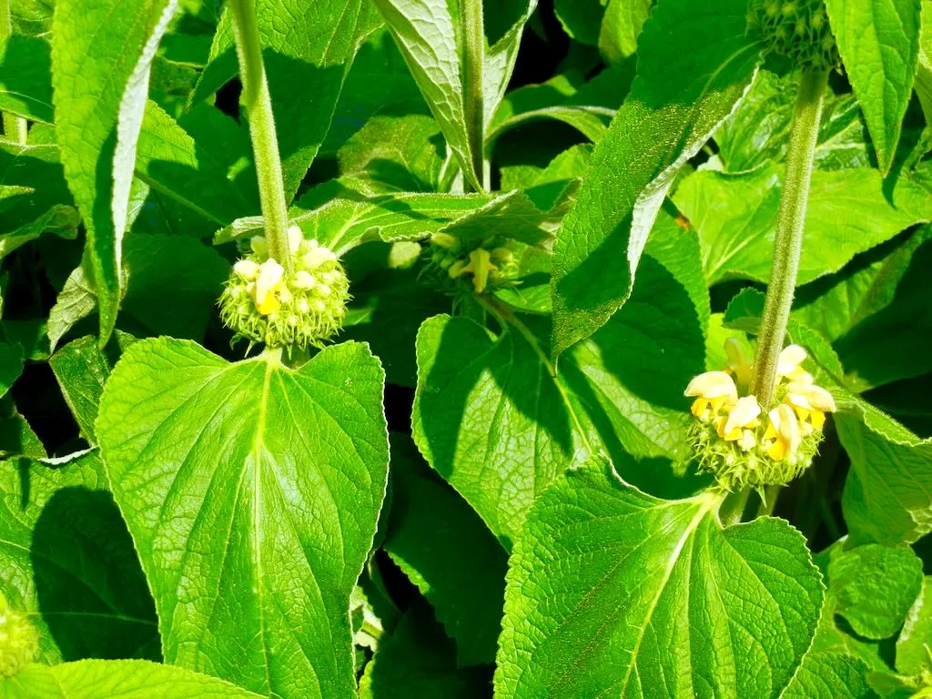 Phlomis russeliana - Online Flower Garden Phlomis russeliana