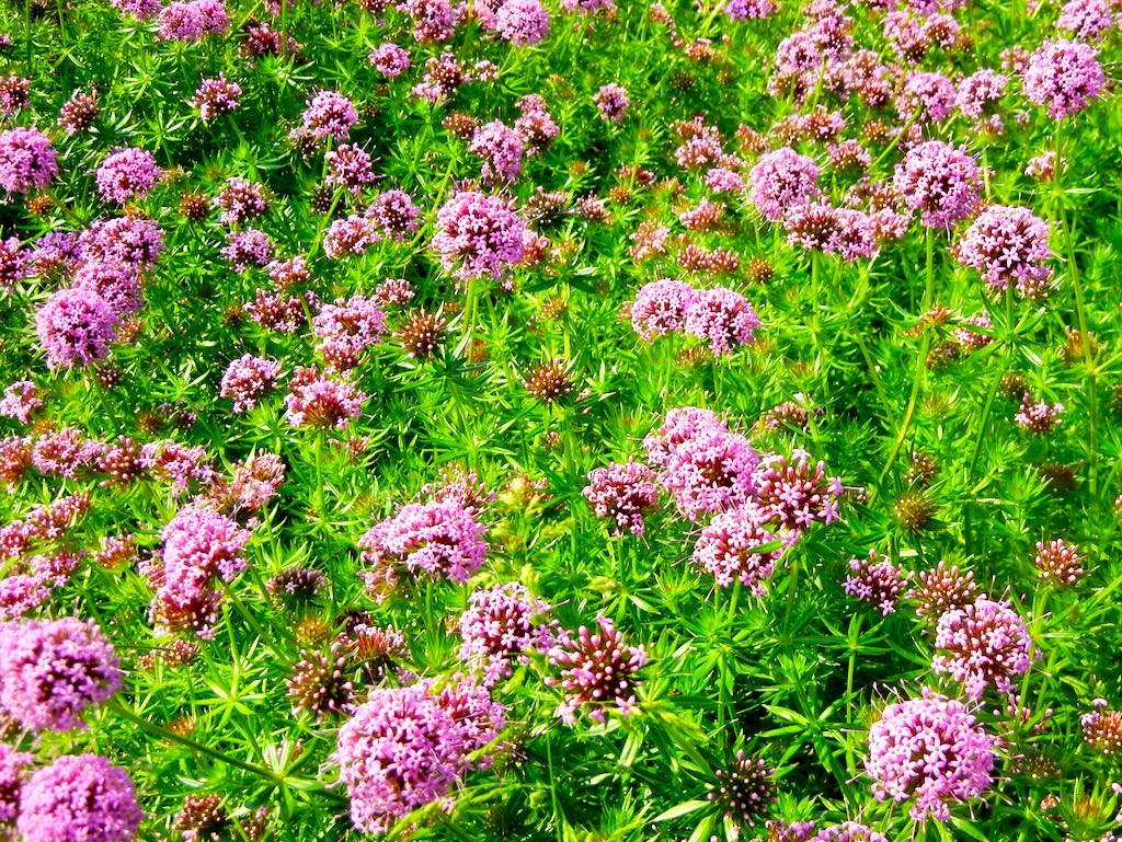Phuopsis stylosa