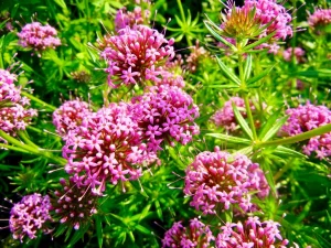 Phuopsis stylosa