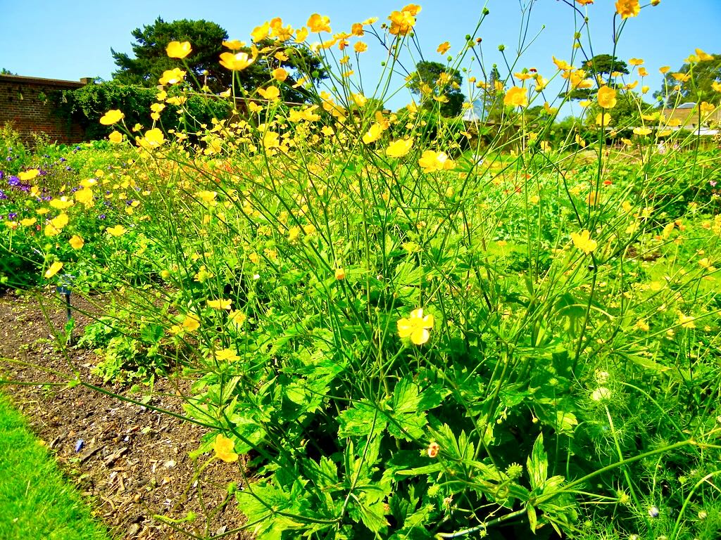 Ranunculus lanuginosus-1 - Online Flower Garden Ranunculus lanuginosus