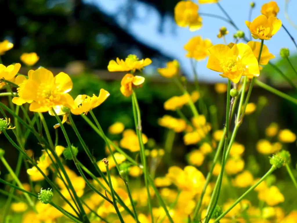 Ranunculus lanuginosus - Online Flower Garden Ranunculus lanuginosus