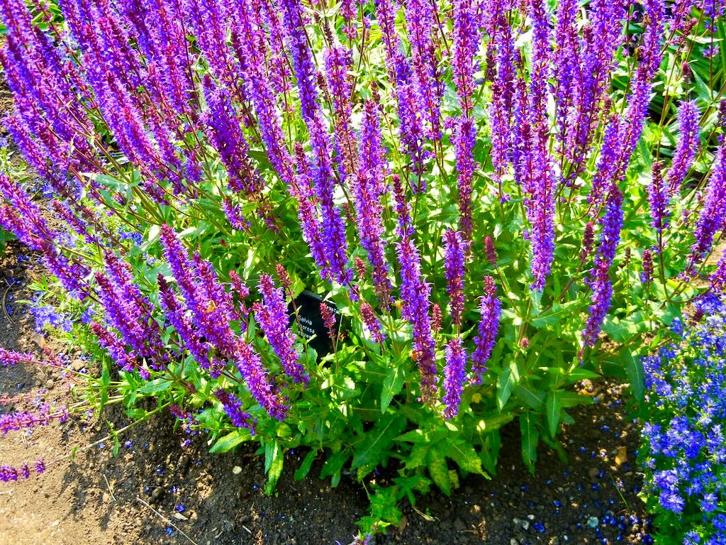 Salvia nemorosa Wesuwe-1 - Online Flower Garden Lamiaceae Salvia nemorosa'Wesuwe'