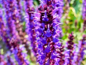 Salvia nemorosa 'Wesuwe'