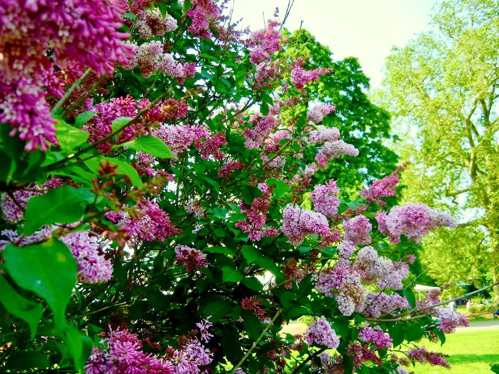 Syringa prestoniae Elinor-1 - Online Flower Garden Syringa prestoniae'Elinor'