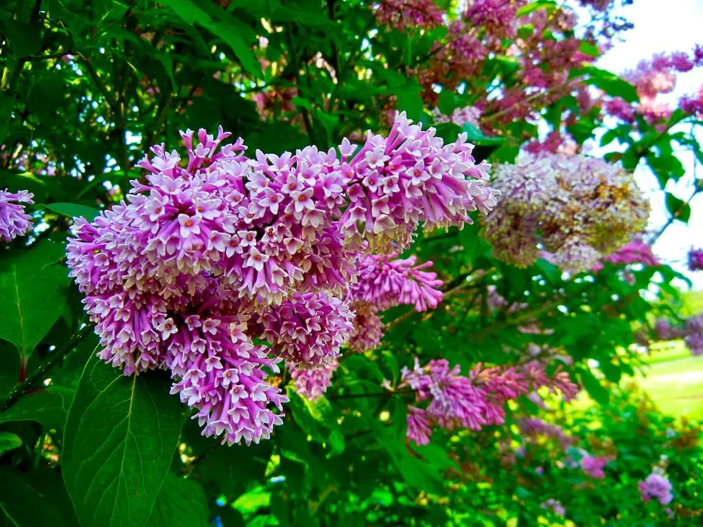 Syringa prestoniae Elinor - Online Flower Garden Syringa prestoniae 'Elinor'