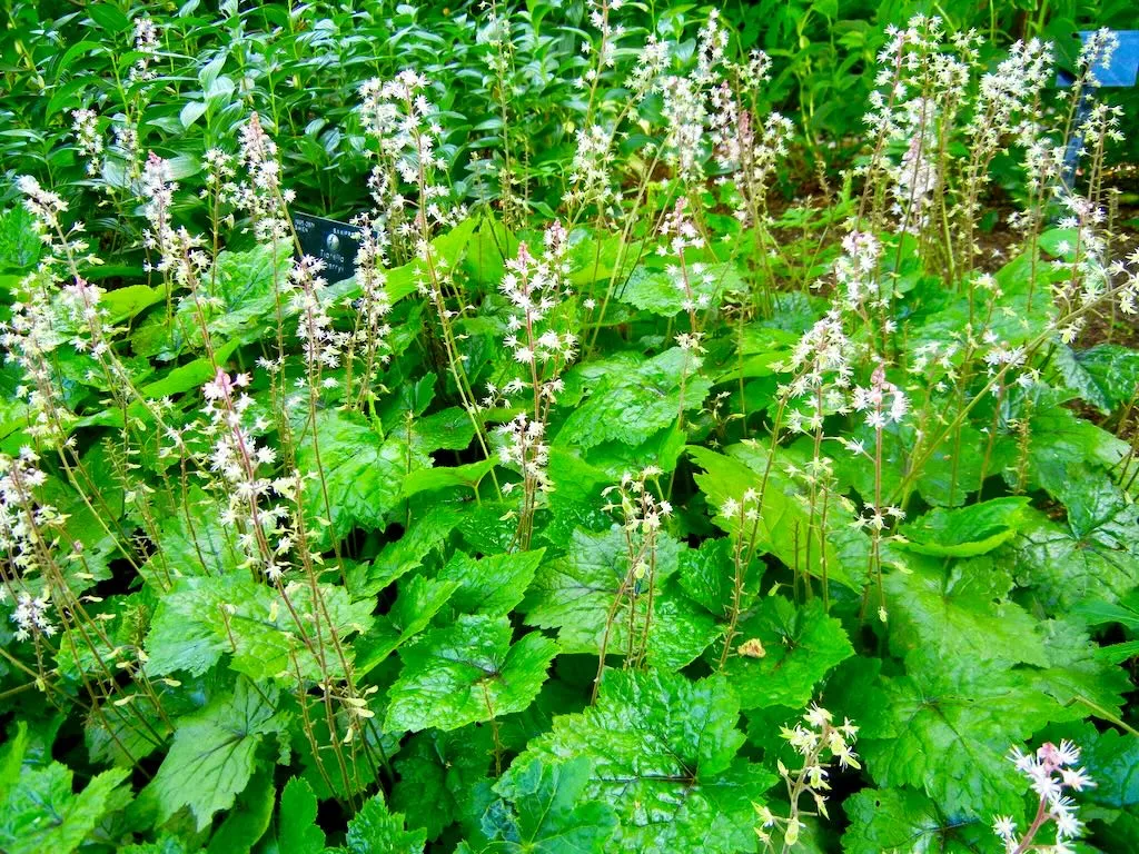 Tiarella wherryi