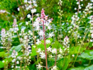 Tiarella wherryi