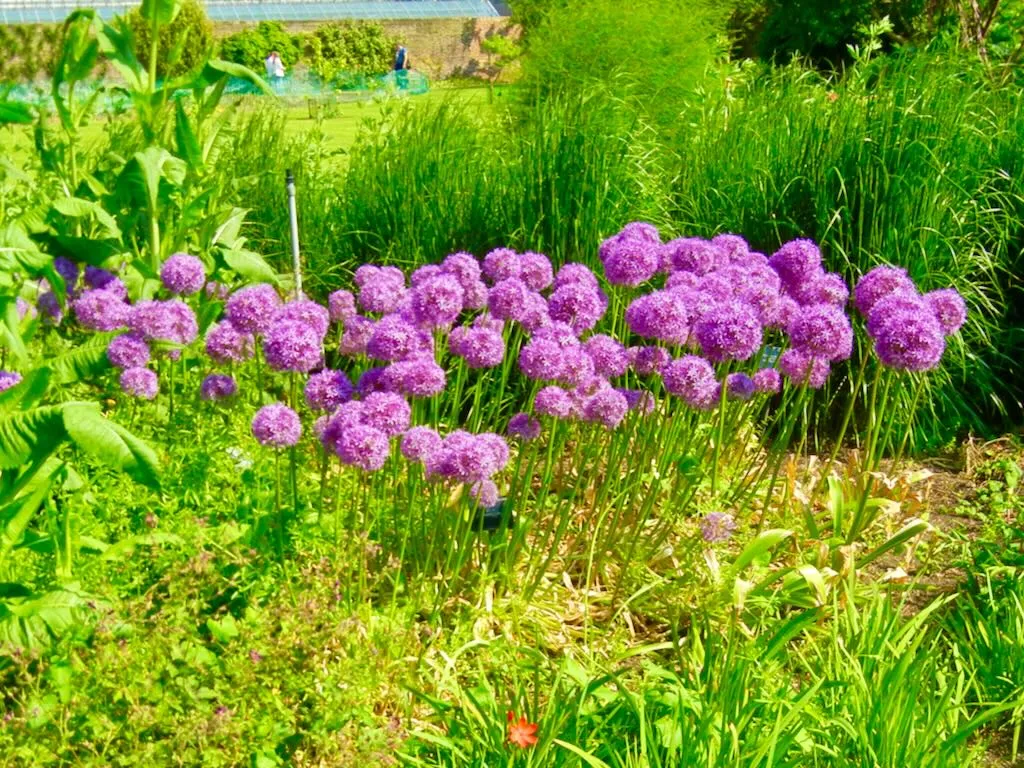 Allium Globemaster-1 - Online Flower Garden Allium'Globemaster'