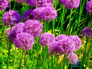 Allium 'Globemaster'