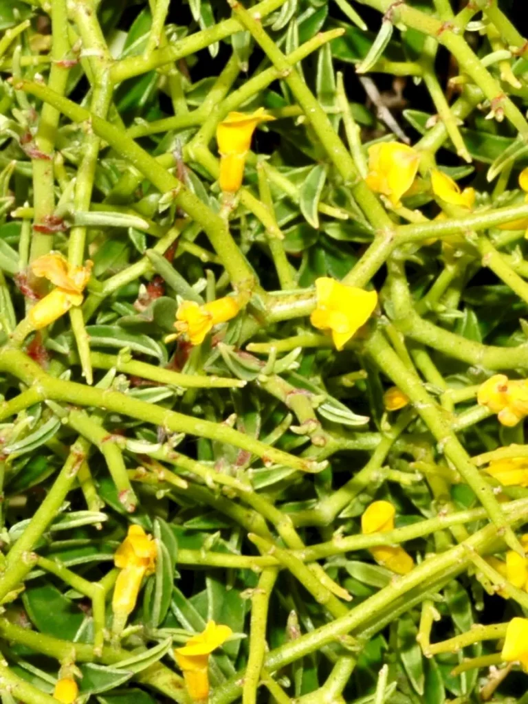 Anthyllis hystrix