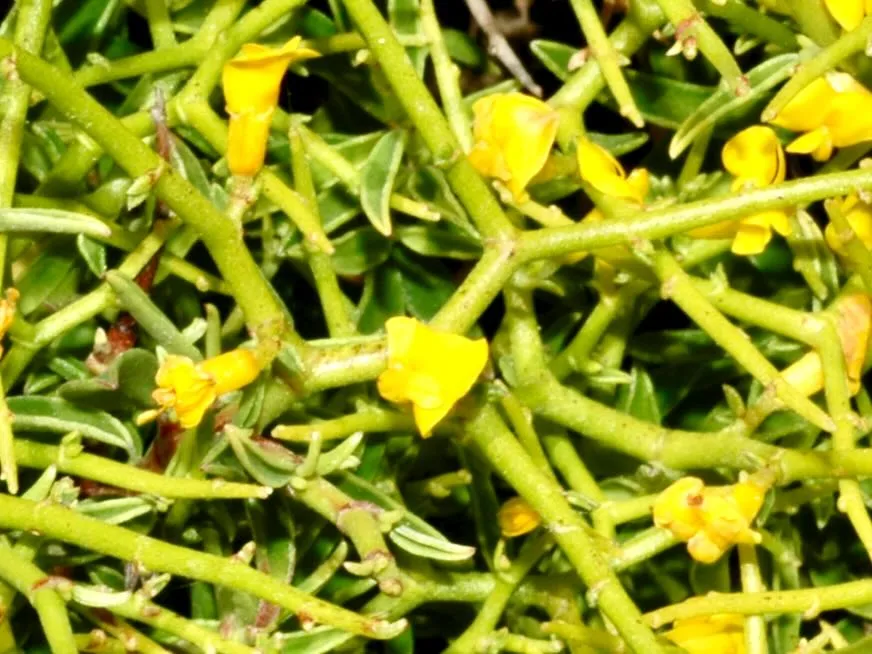 Anthyllis hystrix