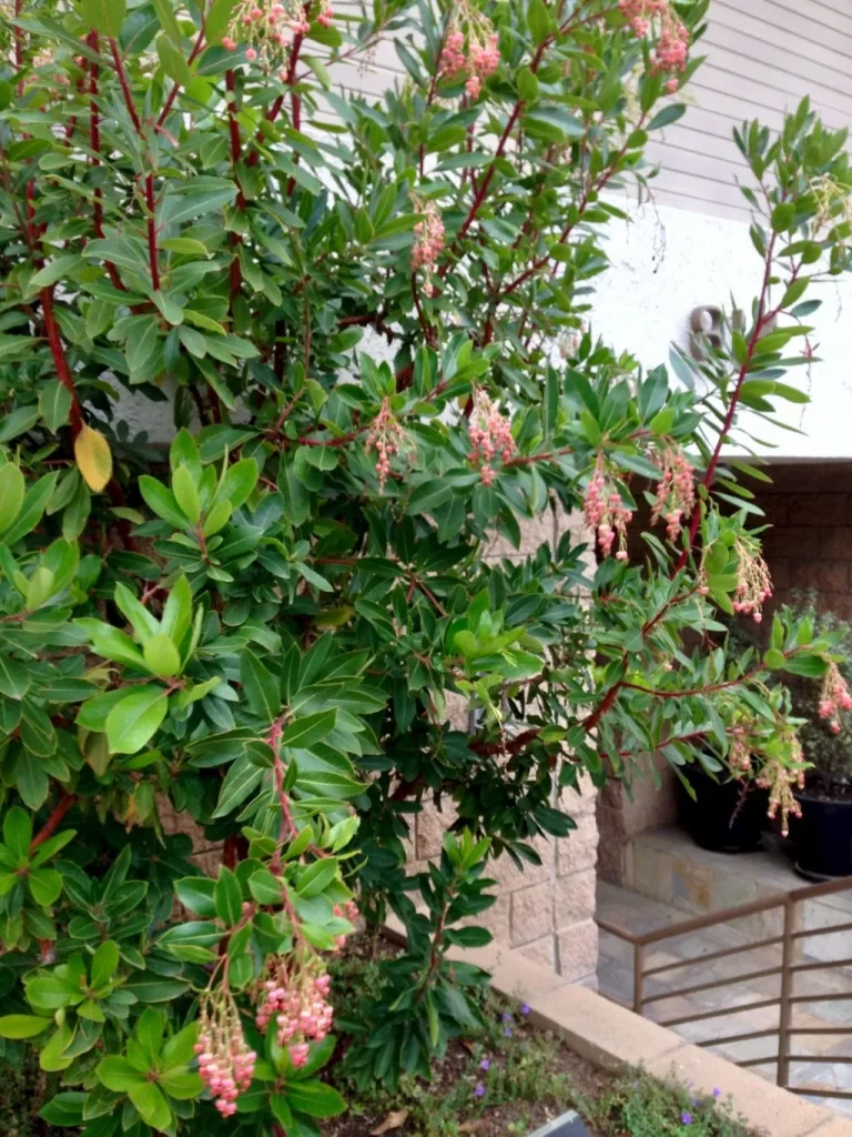 Arbutus Unedo