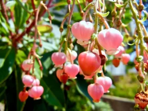 Arbutus Unedo