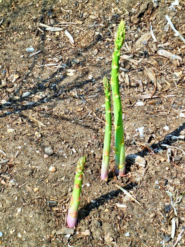 Asparagus'Gijnlim'