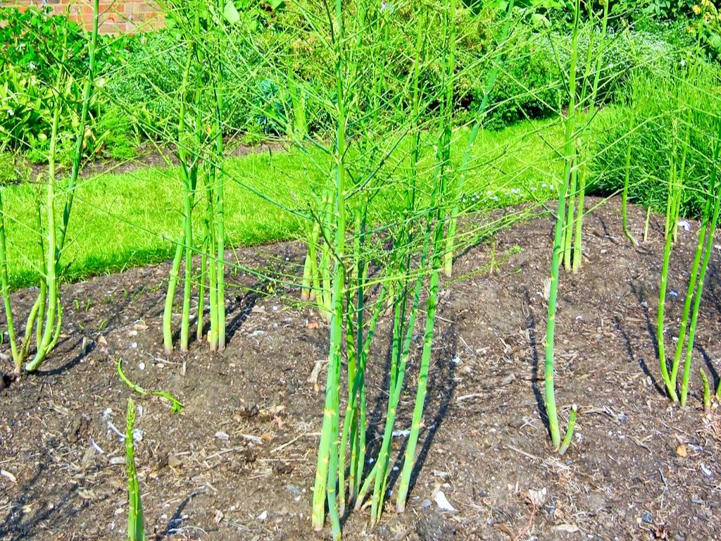 Asparagus 'Gijnlim'