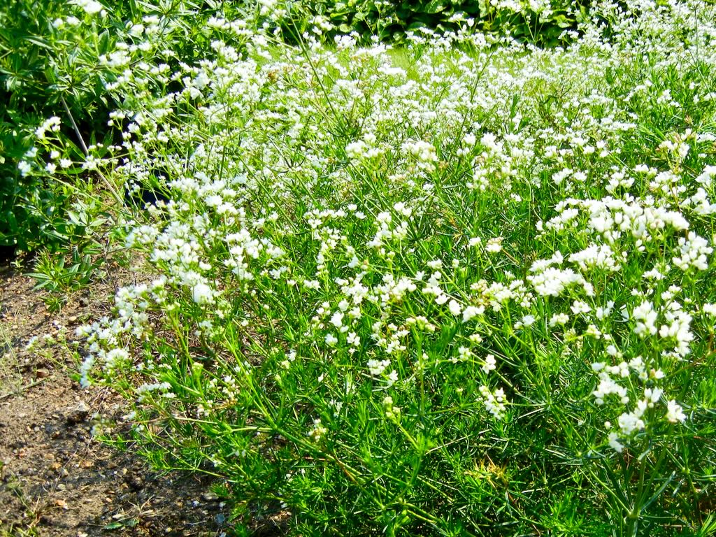 Asperula tinctoria