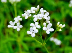 Asperula tinctoria