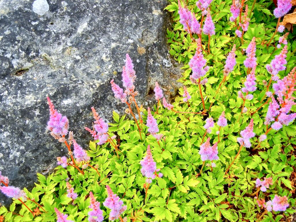 Astilbe chinensis Pumila-1 - Online Flower Garden Astilbe chinensis'Pumila'
