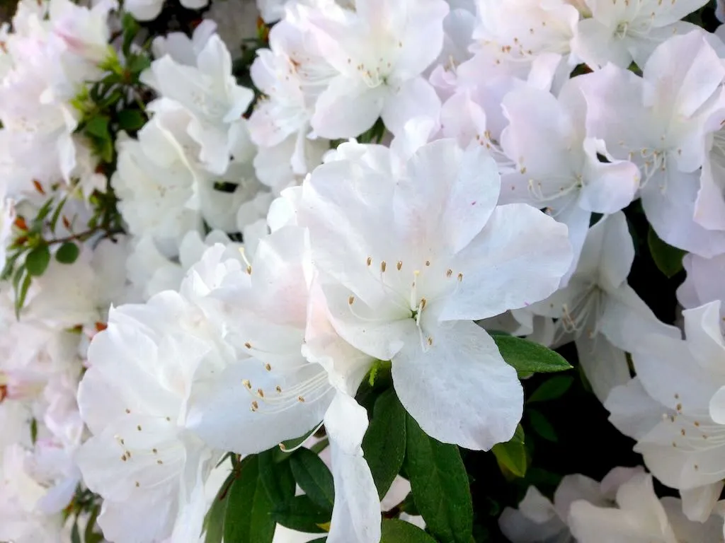 Azalea-1 - Online Flower Garden Azalea
