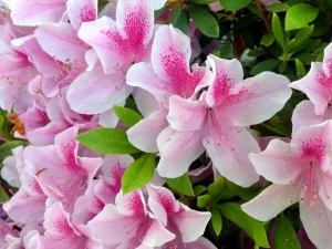 Azalea
