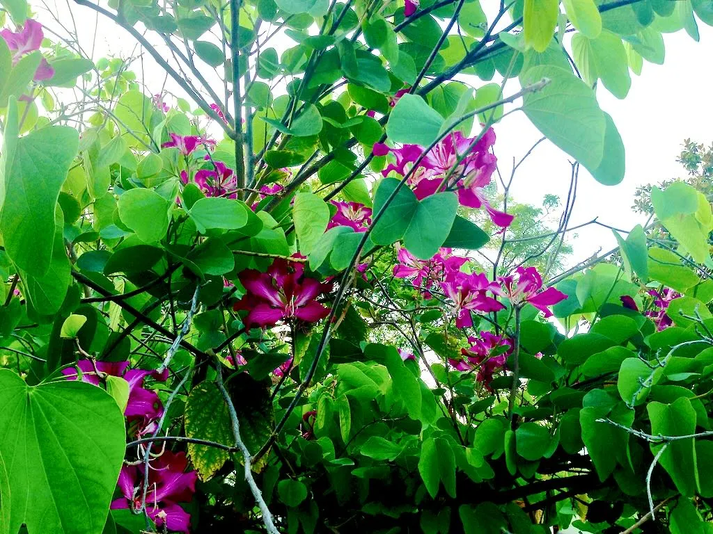 Bauhinia blakeana-1 - Online Flower Garden Bauhinia x blakeana