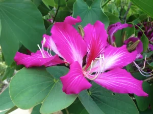 Bauhinia x blakeana