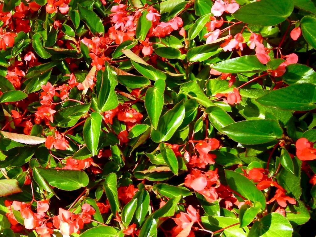Begonia semperflorens