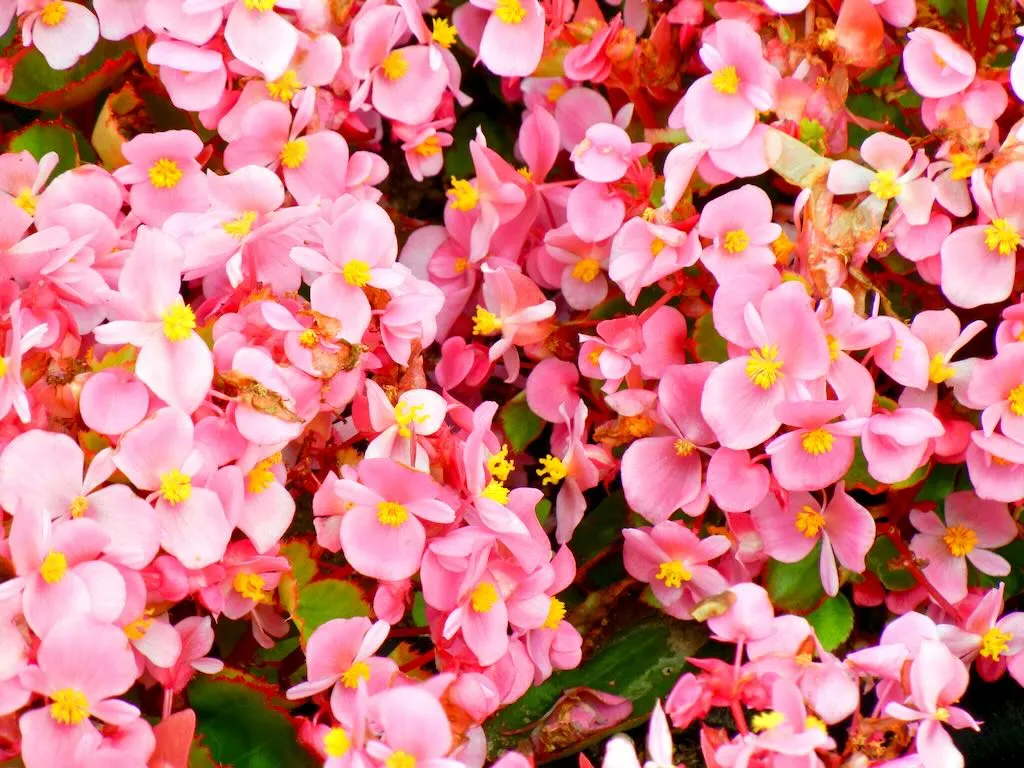 Begonia semperflorens