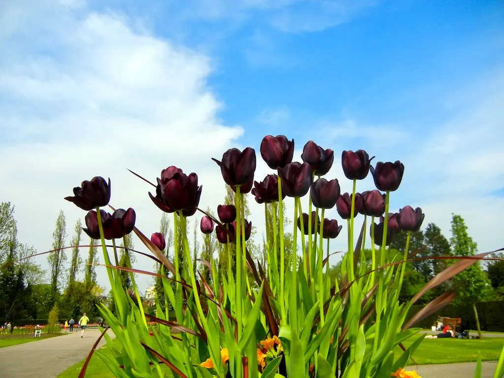 Black Tulips at Regent's Park in Spring - Online Flower Garden Tulip Regent's Park in Spring
