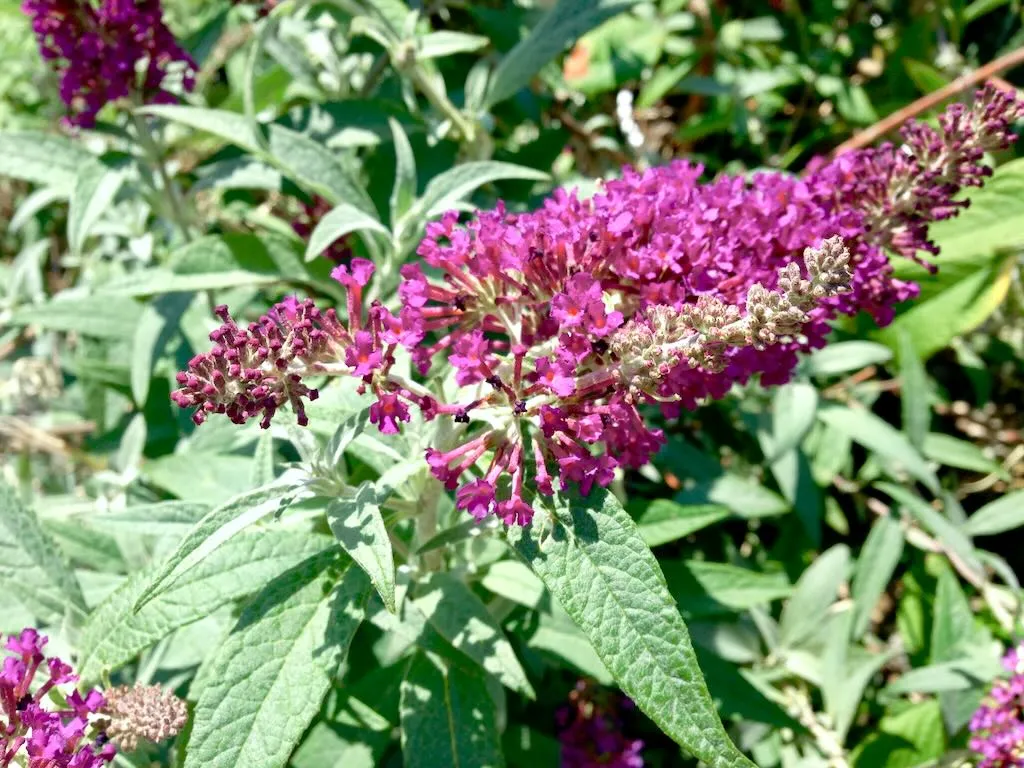 Buddleja davidii Royal Red - Online Flower Garden Buddleja, Buddleia, or Butterfly Bush