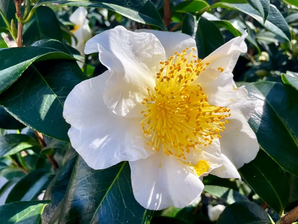 Camellia japonica Silver Waves-1 - Online Flower Garden Camellia japonica'Silver Waves'