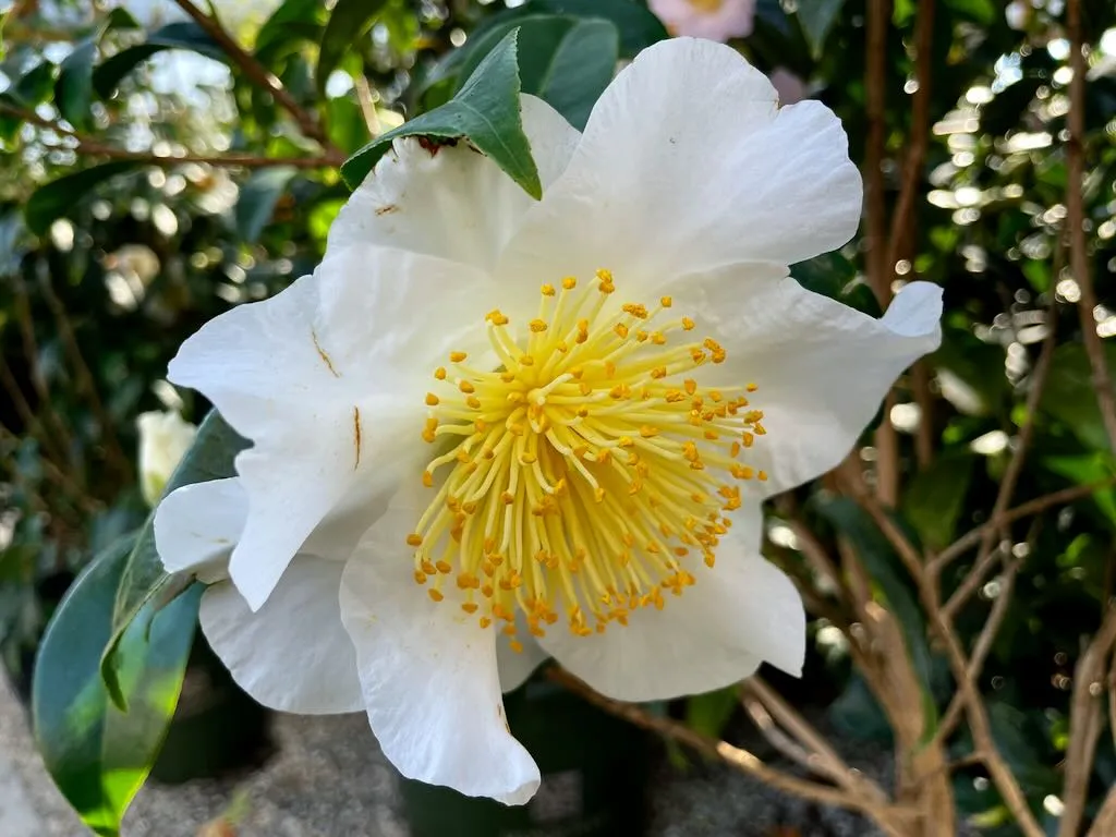 Camellia japonica Silver Waves - Online Flower Garden Camellia japonica 'Silver Waves'