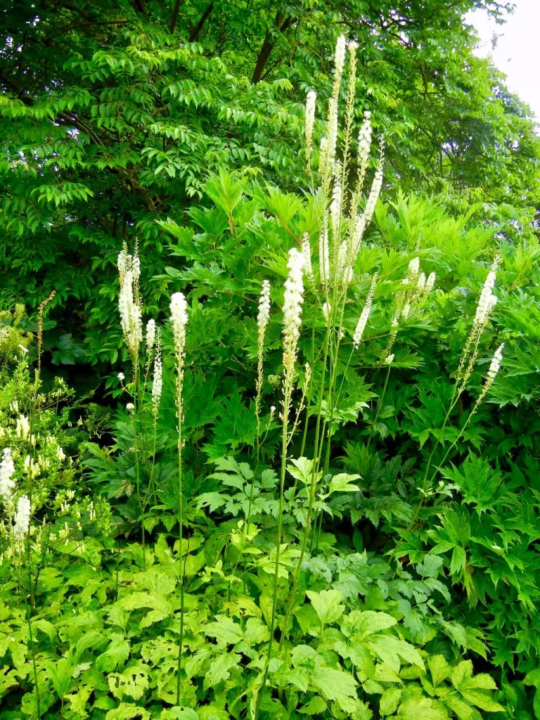 Cimicifuga racemosa-1 - Online Flower Garden Cimicifuga racemosa
