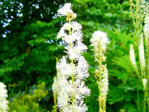 Cimicifuga racemosa