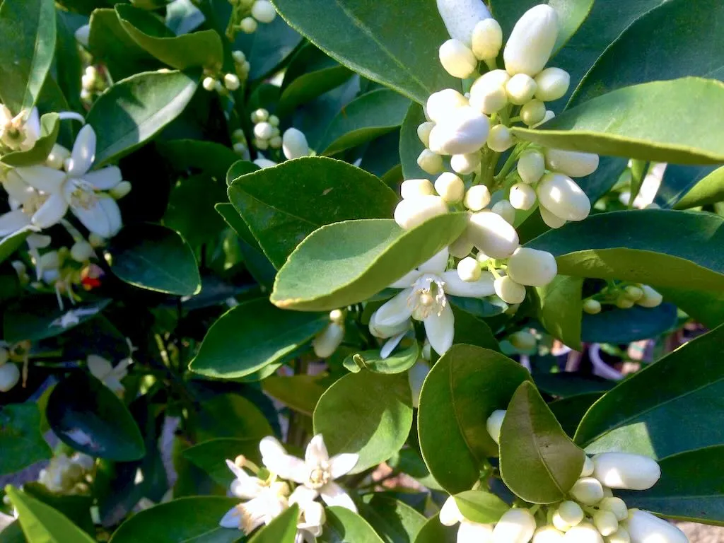 Citrus sinensis