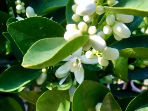 Citrus sinensis