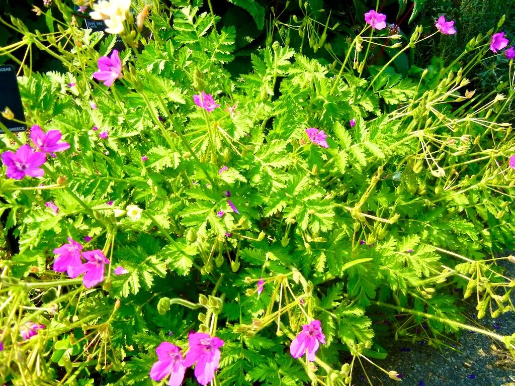 Erodium manescavii-1 - Online Flower Garden Erodium manescavii