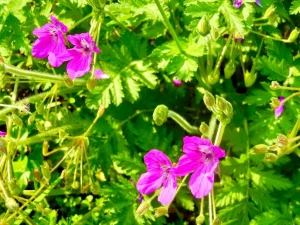 Erodium manescavii