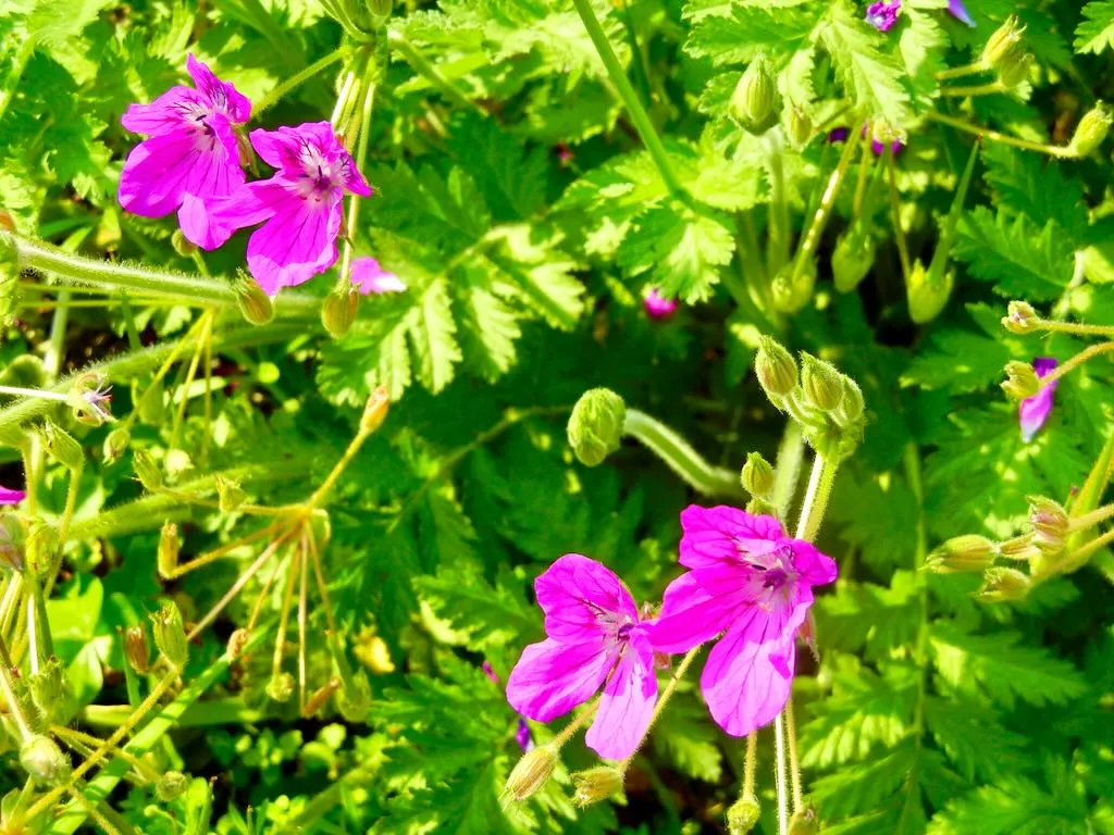 Erodium manescavii - Online Flower Garden Erodium manescavii
