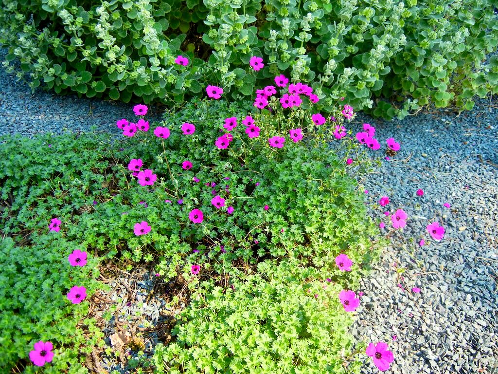 Geranium cinereum'Signal'