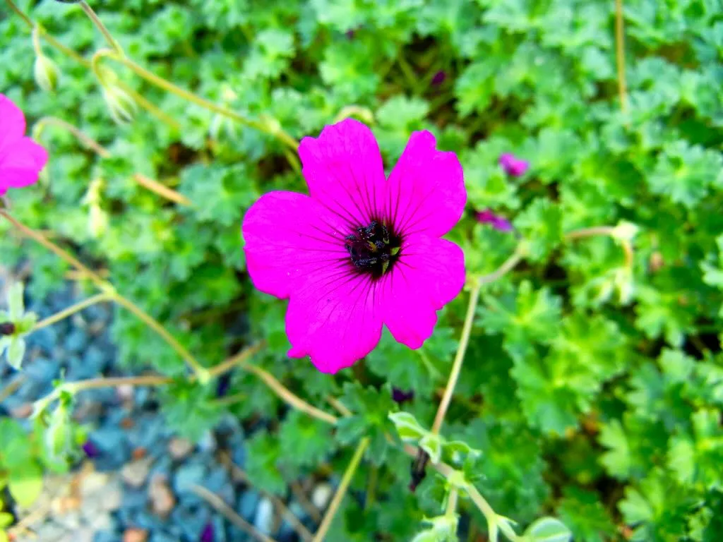 Geranium cinereum 'Signal'