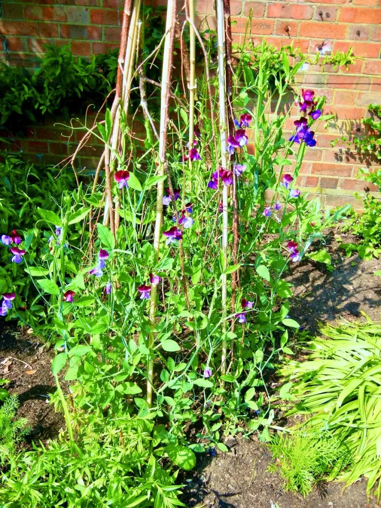 Lathyrus odoratus or Sweet Pea-1 - Online Flower Garden Lathyrus odoratus or Sweet Pea